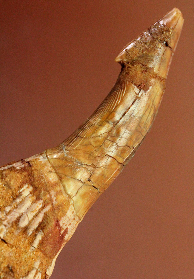 7センチ超え大きい!奇妙で恐ろしい姿、古代のノコギリエイの大きな歯化石(Onchopristis)(その1)