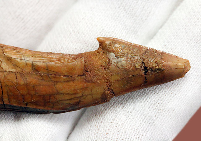 7センチ超え大きい!奇妙で恐ろしい姿、古代のノコギリエイの大きな歯化石(Onchopristis)(その10)