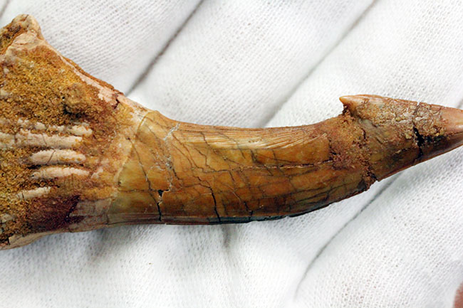 7センチ超え大きい!奇妙で恐ろしい姿、古代のノコギリエイの大きな歯化石(Onchopristis)(その11)