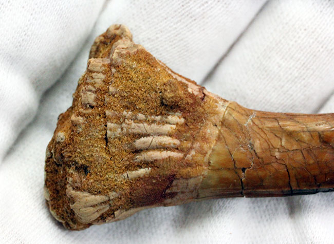 7センチ超え大きい!奇妙で恐ろしい姿、古代のノコギリエイの大きな歯化石(Onchopristis)(その12)