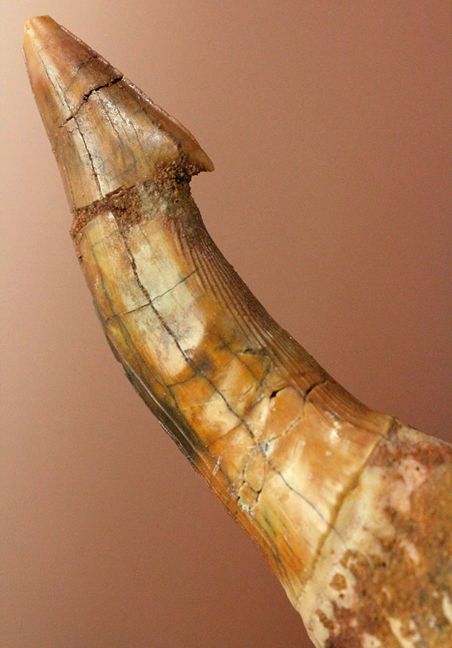 7センチ超え大きい!奇妙で恐ろしい姿、古代のノコギリエイの大きな歯化石(Onchopristis)(その13)