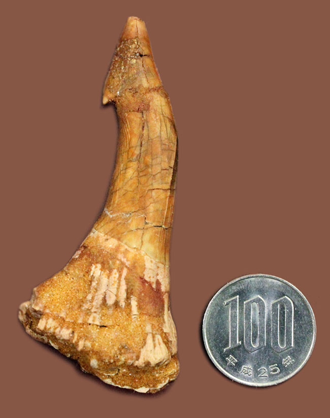 7センチ超え大きい!奇妙で恐ろしい姿、古代のノコギリエイの大きな歯化石(Onchopristis)(その14)