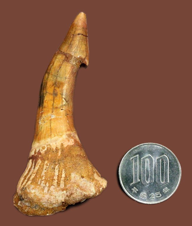 7センチ超え大きい!奇妙で恐ろしい姿、古代のノコギリエイの大きな歯化石(Onchopristis)(その15)