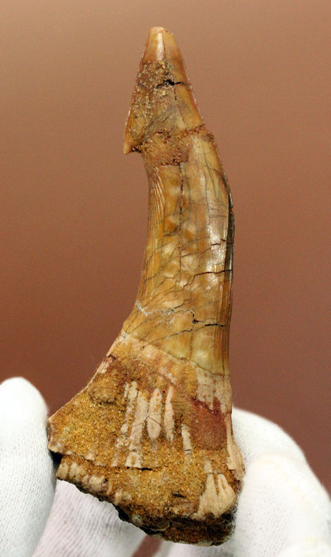 7センチ超え大きい!奇妙で恐ろしい姿、古代のノコギリエイの大きな歯化石(Onchopristis)(その2)