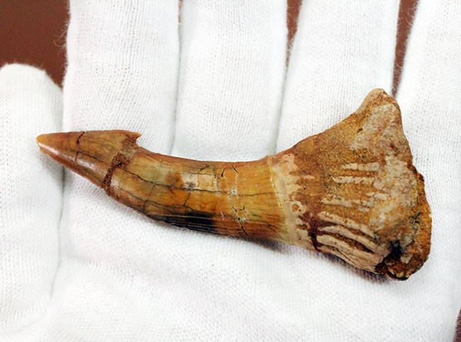 7センチ超え大きい!奇妙で恐ろしい姿、古代のノコギリエイの大きな歯化石(Onchopristis)(その4)