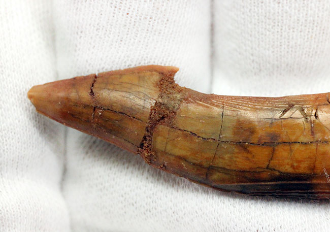 7センチ超え大きい!奇妙で恐ろしい姿、古代のノコギリエイの大きな歯化石(Onchopristis)(その5)