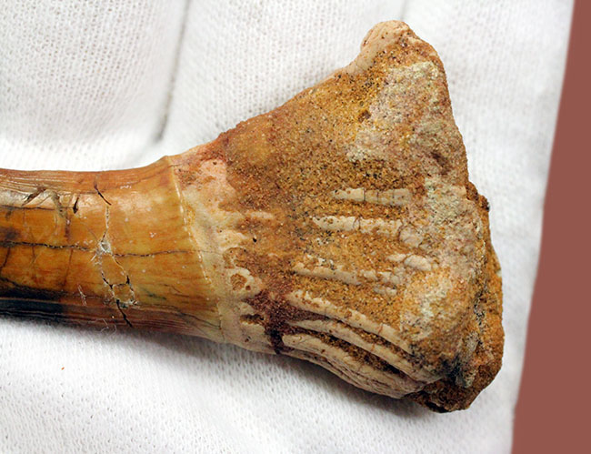7センチ超え大きい!奇妙で恐ろしい姿、古代のノコギリエイの大きな歯化石(Onchopristis)(その7)