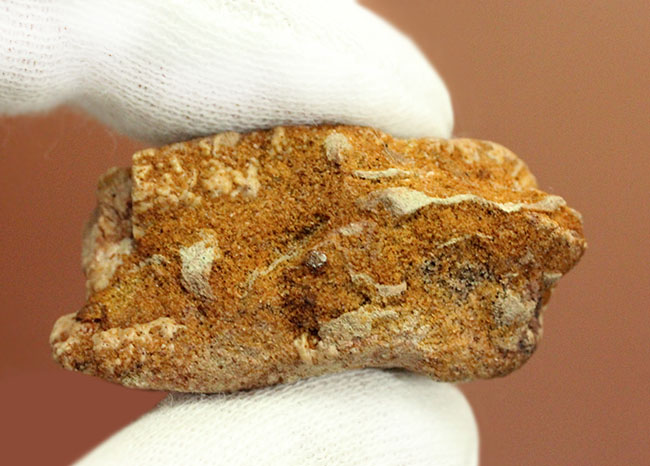 7センチ超え大きい!奇妙で恐ろしい姿、古代のノコギリエイの大きな歯化石(Onchopristis)(その8)