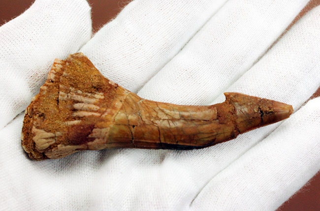 7センチ超え大きい!奇妙で恐ろしい姿、古代のノコギリエイの大きな歯化石(Onchopristis)(その9)