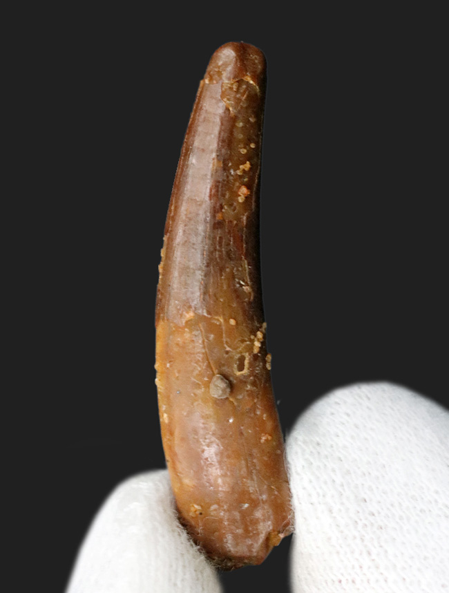 フライングモンスター!白亜紀に北アフリカの空を滑空した翼竜(Pterosaur)の歯化石(その1)