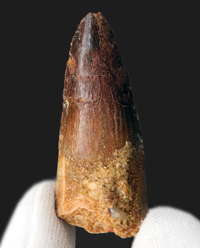 ぶっとい!およそ1億年前の恐竜、スピノサウルス(Spinosaurus)の歯化石(その1)