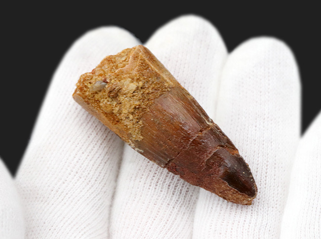 ぶっとい！およそ1億年前の恐竜、スピノサウルス（Spinosaurus）の歯