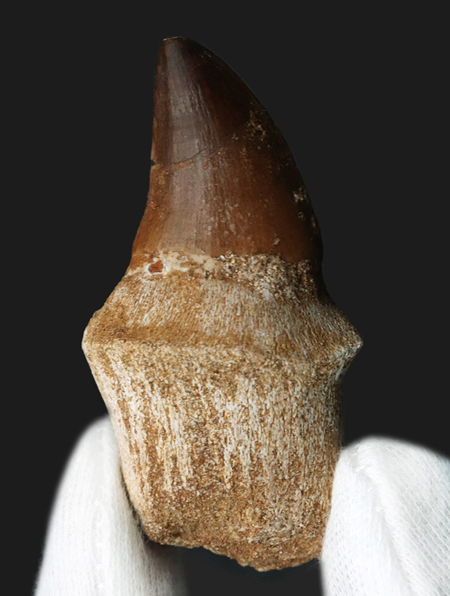 珍しい歯根付き!白亜紀後期の海の王者、モササウルス(Mosasaurus)の歯化石(その1)