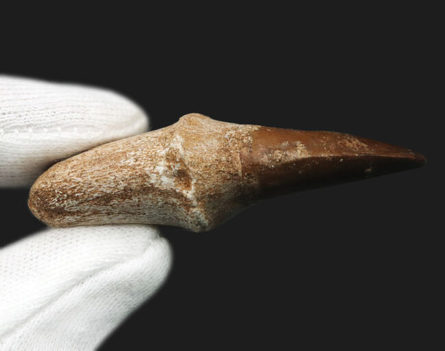 珍しい歯根付き!白亜紀後期の海の王者、モササウルス(Mosasaurus)の歯化石(その7)