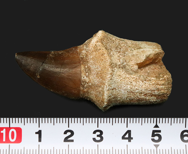 珍しい歯根付き!白亜紀後期の海の王者、モササウルス(Mosasaurus)の歯化石(その8)