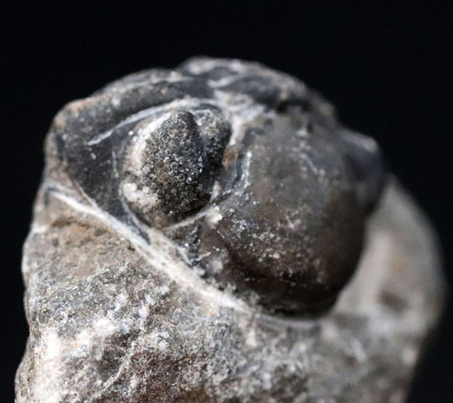 複眼の保存状態良好、体を折り曲げたポーズが可愛い、モロッコ産の三葉虫、ファコプスの化石（その2）