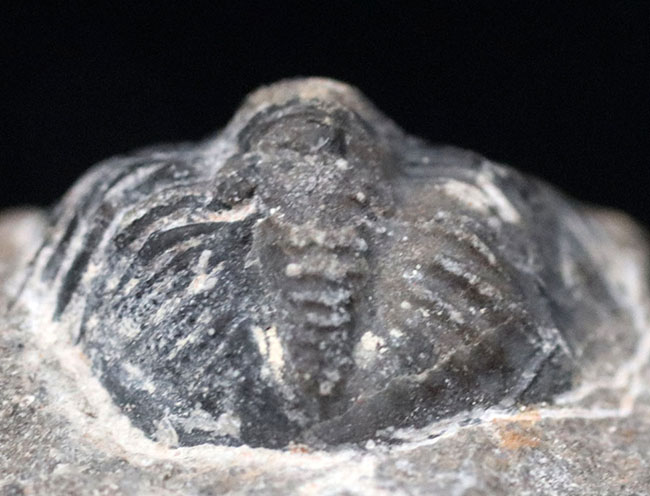 複眼の保存状態良好、体を折り曲げたポーズが可愛い、モロッコ産の三葉虫、ファコプスの化石（その5）