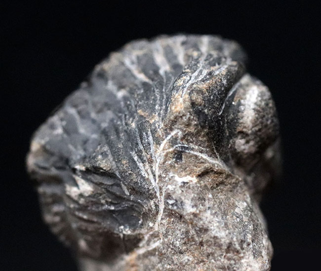 複眼の保存状態良好、体を折り曲げたポーズが可愛い、モロッコ産の三葉虫、ファコプスの化石（その6）