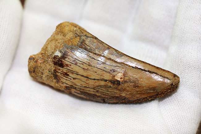 長さを上回る周長、分厚い!典型的ではないカルカロドントサウルスの上質歯化石(その10)