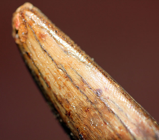 長さを上回る周長、分厚い!典型的ではないカルカロドントサウルスの上質歯化石(その11)