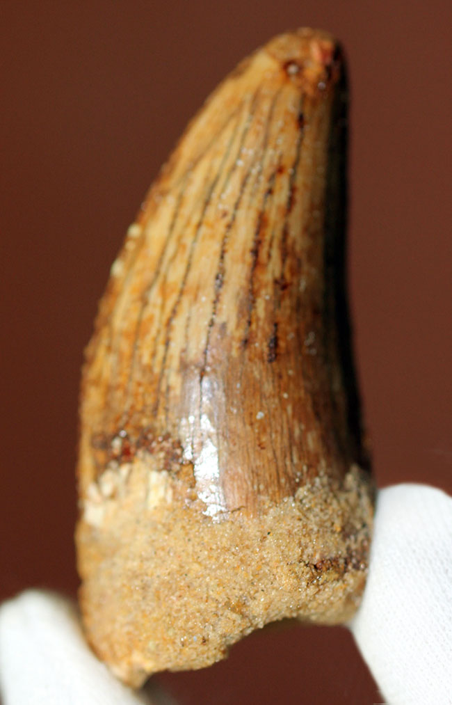 長さを上回る周長、分厚い!典型的ではないカルカロドントサウルスの上質歯化石(その13)