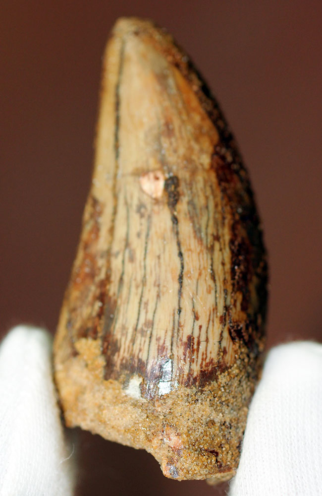 長さを上回る周長、分厚い！典型的ではないカルカロドントサウルスの上質歯化石（その14）