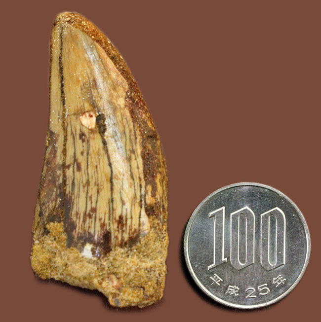 長さを上回る周長、分厚い！典型的ではないカルカロドントサウルスの