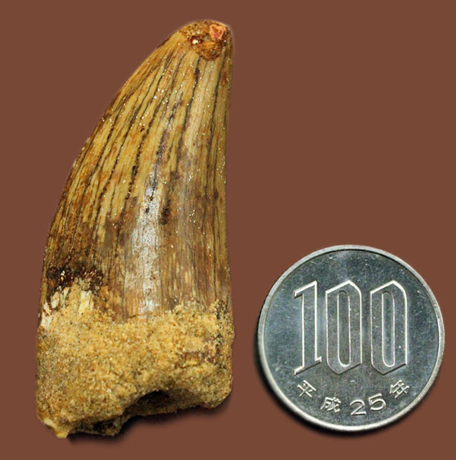 長さを上回る周長、分厚い！典型的ではないカルカロドントサウルスの上質歯化石（その16）