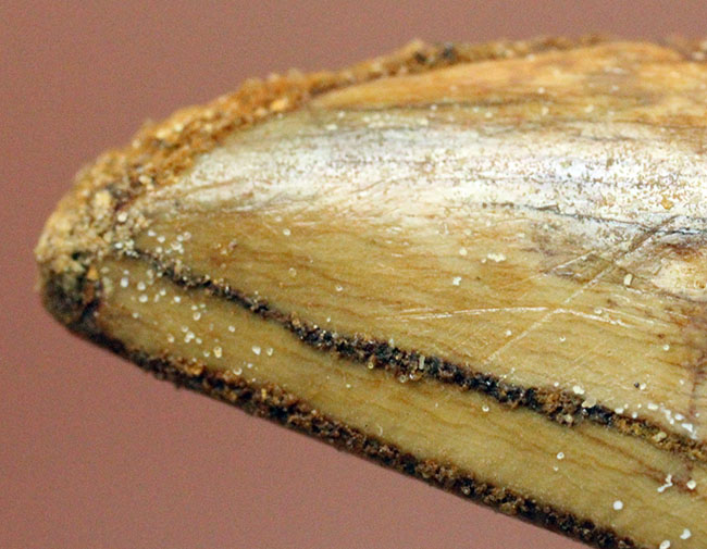 長さを上回る周長、分厚い!典型的ではないカルカロドントサウルスの上質歯化石(その4)