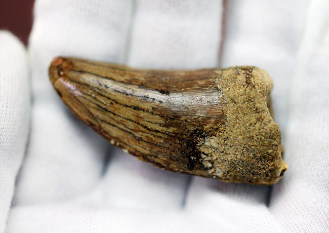 長さを上回る周長、分厚い!典型的ではないカルカロドントサウルスの上質歯化石(その7)