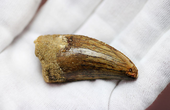 長さを上回る周長、分厚い!典型的ではないカルカロドントサウルスの上質歯化石(その9)