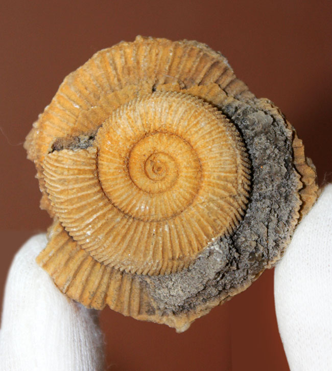 ジュラ紀を代表するアンモナイトの一つ、典型的なドイツ産のダクチリオセラス(Dactylioceras sp.)(その1)