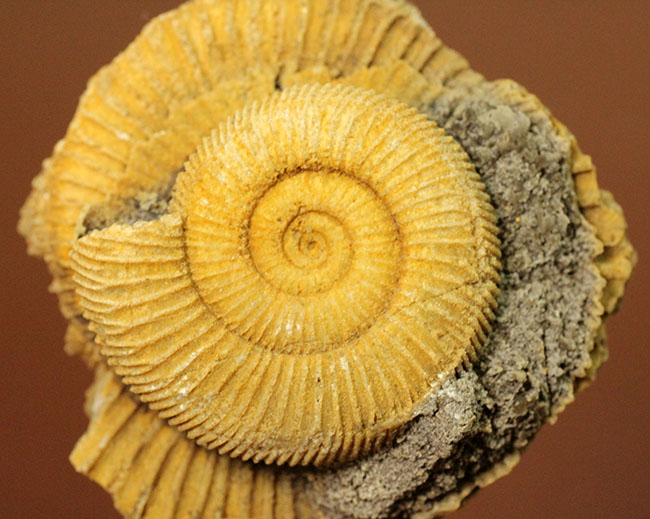 ジュラ紀を代表するアンモナイトの一つ、典型的なドイツ産のダクチリオセラス(Dactylioceras sp.)(その2)