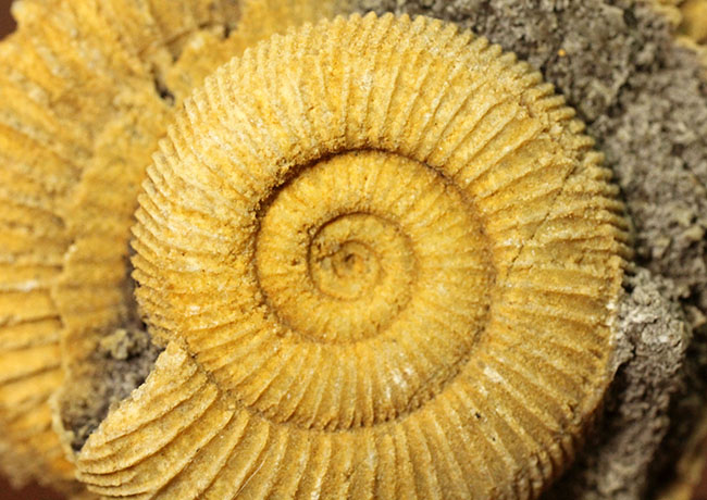 ジュラ紀を代表するアンモナイトの一つ、典型的なドイツ産のダクチリオセラス(Dactylioceras sp.)(その3)