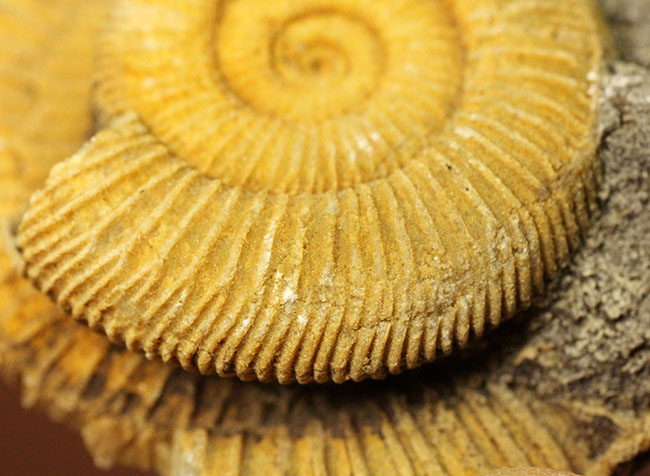ジュラ紀を代表するアンモナイトの一つ、典型的なドイツ産のダクチリオセラス(Dactylioceras sp.)(その4)