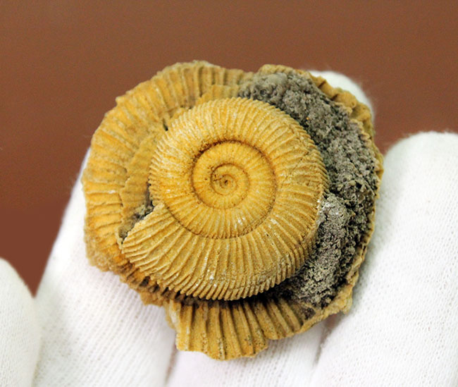 ジュラ紀を代表するアンモナイトの一つ、典型的なドイツ産の