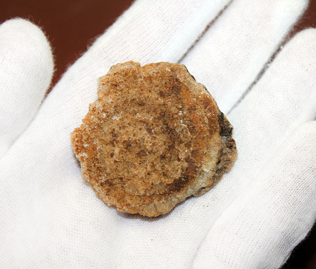 ジュラ紀を代表するアンモナイトの一つ、典型的なドイツ産のダクチリオセラス(Dactylioceras sp.)(その6)