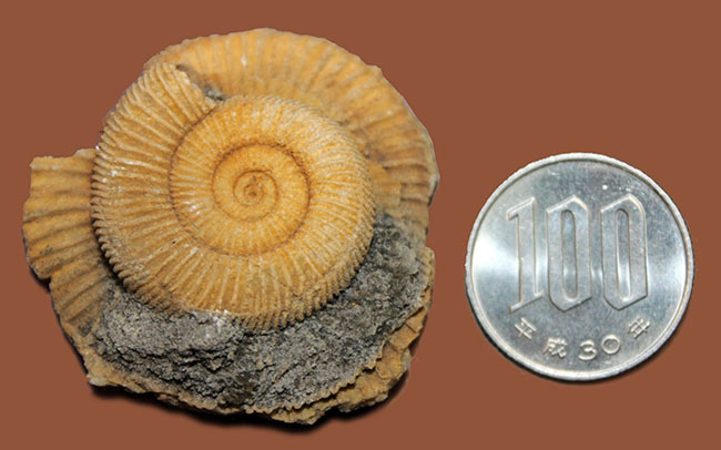 ジュラ紀を代表するアンモナイトの一つ、典型的なドイツ産の