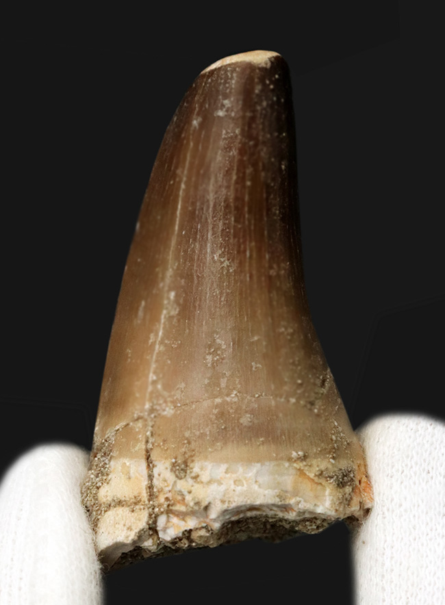 分厚く頑強!白亜紀後期の海洋の頂点捕食者、海竜、モササウルス(Mosasaurus)の歯化石(その1)