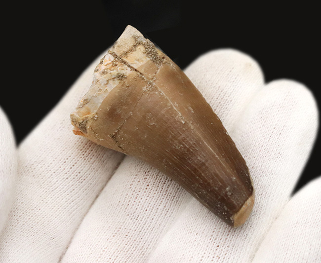 分厚く頑強!白亜紀後期の海洋の頂点捕食者、海竜、モササウルス(Mosasaurus)の歯化石(その4)