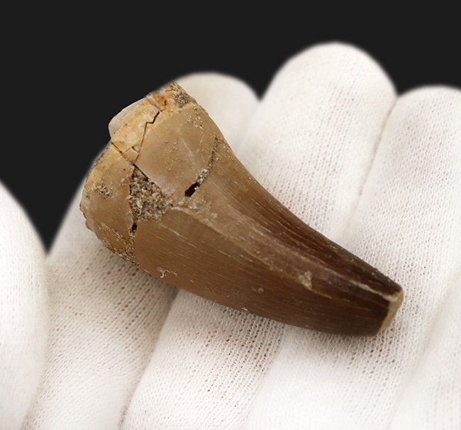 分厚く頑強!白亜紀後期の海洋の頂点捕食者、海竜、モササウルス(Mosasaurus)の歯化石(その5)