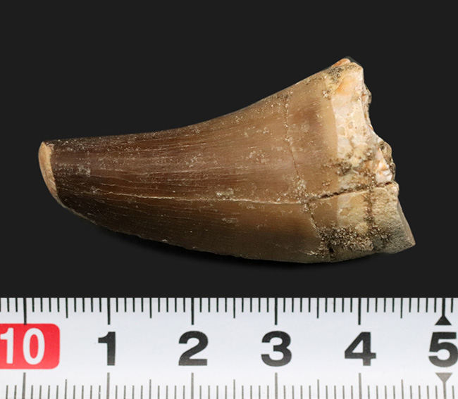 分厚く頑強!白亜紀後期の海洋の頂点捕食者、海竜、モササウルス(Mosasaurus)の歯化石(その7)