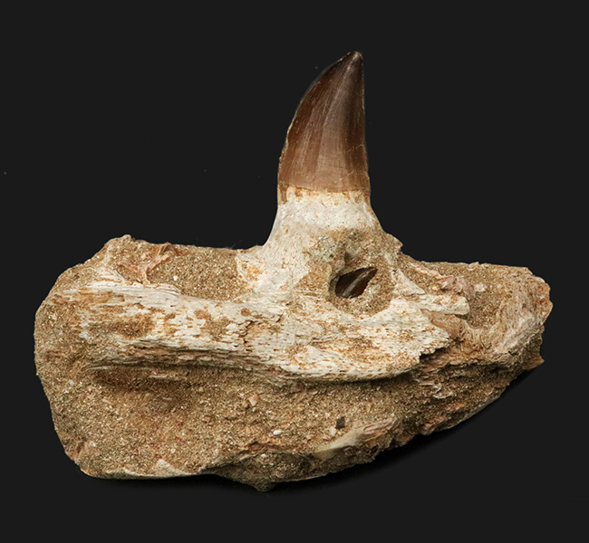 非常に希少!歯冠、歯根、顎、デンタルバッテリーも確認できる、モササウルス(Mosasaurus)の顎骨化石(その1)