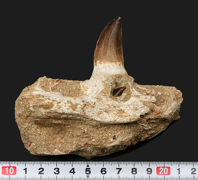非常に希少!歯冠、歯根、顎、デンタルバッテリーも確認できる、モササウルス(Mosasaurus)の顎骨化石(その10)
