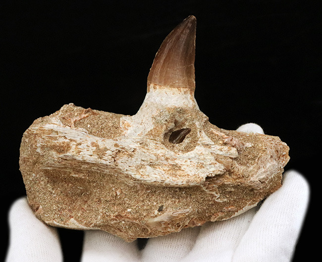 非常に希少!歯冠、歯根、顎、デンタルバッテリーも確認できる、モササウルス(Mosasaurus)の顎骨化石(その4)