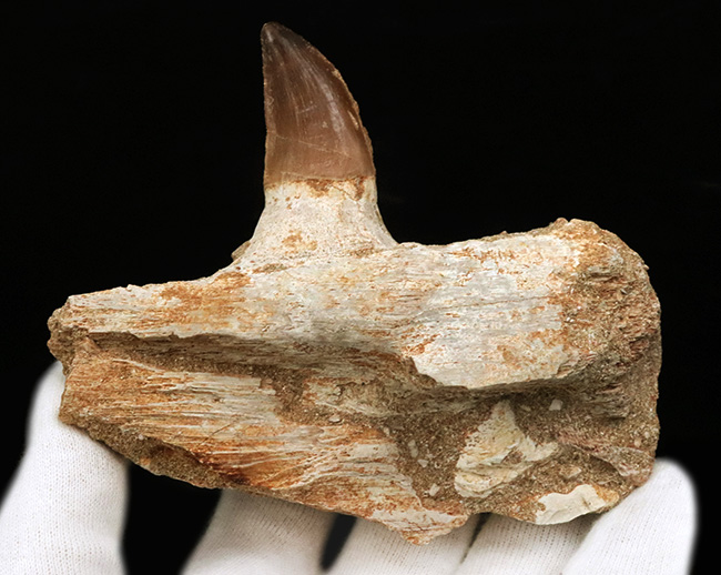 非常に希少!歯冠、歯根、顎、デンタルバッテリーも確認できる、モササウルス(Mosasaurus)の顎骨化石(その5)