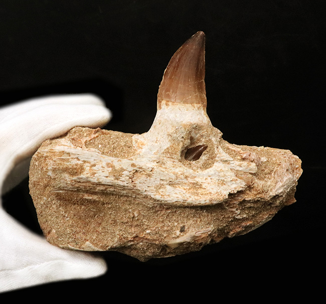 非常に希少!歯冠、歯根、顎、デンタルバッテリーも確認できる、モササウルス(Mosasaurus)の顎骨化石(その8)
