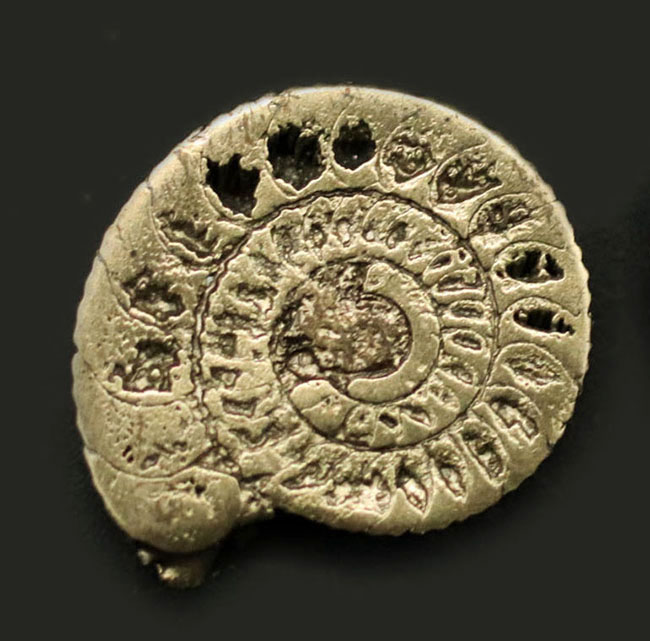 フランスのジュラ紀の地層から採れたバイライト（黄鉄鉱）化したアンモナイト（Ammonite）。珍しいハーフカット標本です（その1）