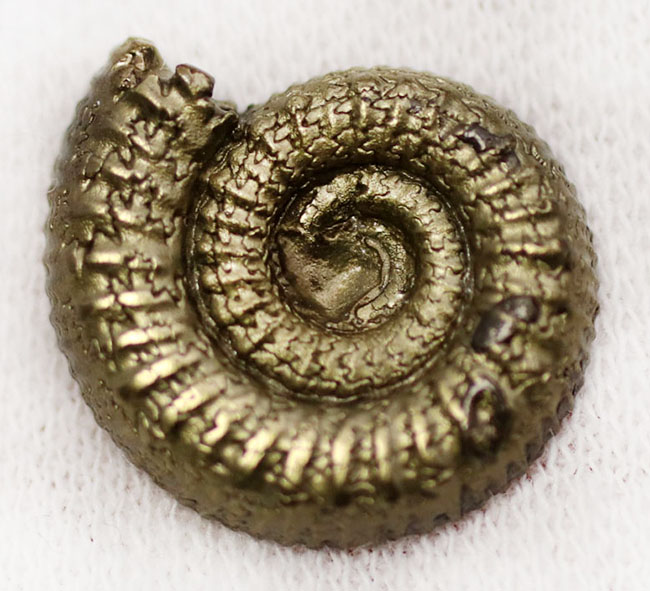 フランスのジュラ紀の地層から採れたバイライト（黄鉄鉱）化したアンモナイト（Ammonite）。珍しいハーフカット標本です（その4）