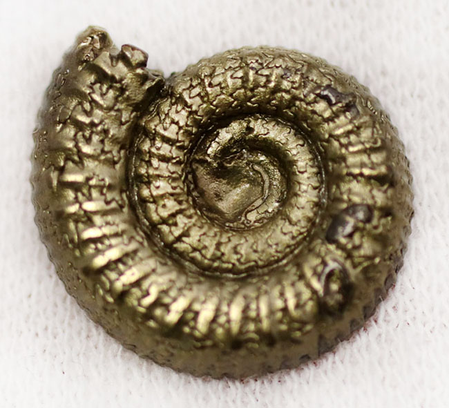 フランスのジュラ紀の地層から採れたバイライト(黄鉄鉱)化したアンモナイト(Ammonite)。珍しいハーフカット標本です(その4)
